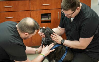 Why Trust Matters in Veterinary Care